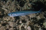 Image result for Atherina hepsetus Feiten. Size: 152 x 101. Source: www.weheartdiving.com