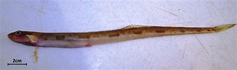 Image result for "lumpenus Lampretaeformis". Size: 342 x 101. Source: www.researchgate.net