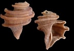 Image result for Neogastropoda Anatomie. Size: 145 x 101. Source: alchetron.com