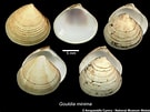 Image result for "gouldia Minima". Size: 135 x 101. Source: naturalhistory.museumwales.ac.uk