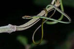 Image result for Dendrelaphis cyanochloris. Size: 152 x 101. Source: www.thainationalparks.com