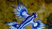 Afbeeldingsresultaten voor Blue and white Sea slug. Grootte: 180 x 101. Bron: www.dnaindia.com