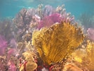 Image result for Fire corals. Size: 134 x 101. Source: www.naturalista.mx