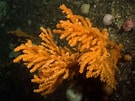 Afbeeldingsresultaten voor Alcyonacea. Grootte: 135 x 101. Bron: www.seawater.no