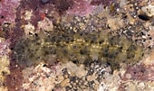 Image result for Stichopus horrens Feiten. Size: 170 x 101. Source: alchetron.com