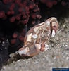 Image result for "lissocarcinus Arkati". Size: 98 x 101. Source: www.poppe-images.com