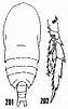Image result for "acrocalanus Longicornis". Size: 63 x 101. Source: copepodes.obs-banyuls.fr