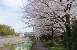 鶴見川 桜 に対する画像結果.サイズ: 153 x 101。ソース: mdai.jp