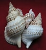 Image result for "charonia Lampas". Size: 94 x 101. Source: www.forumcoquillages.com