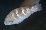 Image result for Scarus globiceps. Size: 152 x 101. Source: fishesofaustralia.net.au