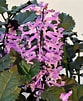 Image result for Swedish Ivy Elvis. Size: 83 x 101. Source: www.finegardening.com