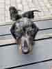 Image result for Gravhunde. Size: 76 x 101. Source: www.gipote.dk
