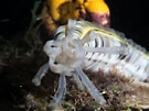 Image result for Synapta maculata Geslacht. Size: 135 x 101. Source: picturefishai.com