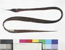 Image result for Nemichthys curvirostris Anatomie. Size: 130 x 101. Source: australian.museum