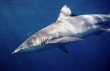 Afbeeldingsresultaten voor "carcharhinus Brachyurus". Grootte: 155 x 101. Bron: www.marinethemes.com