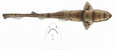 Image result for "halaelurus Boesemani". Size: 232 x 101. Source: shark-references.com