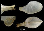 Image result for "cardiomya Costellata". Size: 143 x 101. Source: www.jaxshells.org