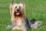 Image result for Australian Silky Terrier Temperament. Size: 151 x 101. Source: www.hundeo.com