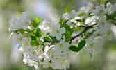 Image result for Cherry Blossom. Size: 167 x 101. Source: suwalls.com