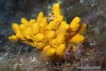 Image result for "axinella Verrucosa". Size: 151 x 101. Source: bioobs.fr