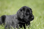 Image result for Flat Coated Retriever. Size: 152 x 101. Source: www.thesprucepets.com
