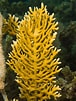 Image result for Fire corals. Size: 76 x 101. Source: aadivers.blogspot.com