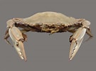 Afbeeldingsresultaten voor Callinectes similis. Grootte: 135 x 101. Bron: www.labec.com.br