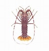 Afbeeldingsresultaten voor Palinurus mauritanicus Reproductie. Grootte: 98 x 101. Bron: timklingender.com