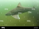 Image result for "mustelus Asterias". Size: 136 x 101. Source: www.alamy.com