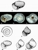 Image result for "Limacina trochiformis". Size: 77 x 101. Source: www.researchgate.net