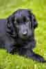 Image result for Flat Coated Retriever. Size: 67 x 101. Source: minepuppy.com