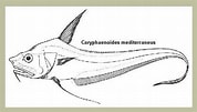Coryphaenoides mediterraneus Klasse എന്നതിനുള്ള ഇമേജ് ഫലം. വലിപ്പം: 178 x 101. ഉറവിടം: www.enciclopedino.it