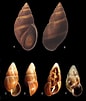 Image result for "thaumastocheles Japonicus". Size: 86 x 101. Source: zookeys.pensoft.net