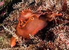 Image result for "fowlerina Punctata". Size: 138 x 101. Source: www.nudibranch.org