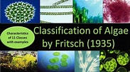 Afbeeldingsresultaten voor Algae species. Grootte: 183 x 101. Bron: www.youtube.com