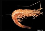 Afbeeldingsresultaten voor Crangon shrimp. Grootte: 145 x 101. Bron: www.forestryimages.org