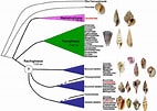 Afbeeldingsresultaten voor Neogastropoda Anatomie. Grootte: 142 x 101. Bron: www.researchgate.net