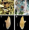 Image result for "ascidia Obliqua". Size: 97 x 101. Source: www.researchgate.net