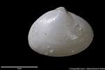 Image result for "spisula Elliptica". Size: 151 x 101. Source: naturalhistory.museumwales.ac.uk