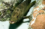 Image result for "Epinephelus Fulvus". Size: 152 x 101. Source: filmatidimare.altervista.org