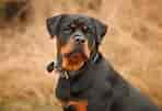 Bildresultat för Rottweiler. Storlek: 148 x 101. Källa: www.pupvine.com