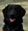 Image result for Flat Coated Retriever. Size: 93 x 101. Source: www.dogwallpapers.net