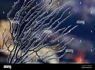 Image result for "Muriceopsis Flavida". Size: 137 x 101. Source: www.alamy.com
