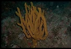 Image result for "axinella Verrucosa". Size: 147 x 101. Source: www.researchgate.net