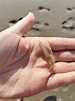 Afbeeldingsresultaten voor Crangon shrimp. Grootte: 75 x 101. Bron: www.beachexplorer.org