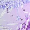 Afbeeldingsresultaten voor "rhopalomenia Aglaopheniae". Grootte: 101 x 101. Bron: www.researchgate.net