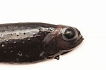 Image result for "xenodermichthys Copei". Size: 152 x 101. Source: www.descna.com