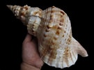 Image result for "charonia Lampas". Size: 135 x 101. Source: alchetron.com