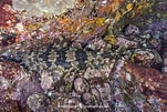 Image result for "orectolobus Japonicus". Size: 151 x 101. Source: www.sharksandrays.com