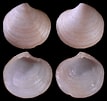 Image result for "lucinoma Borealis". Size: 107 x 101. Source: www.idscaro.net